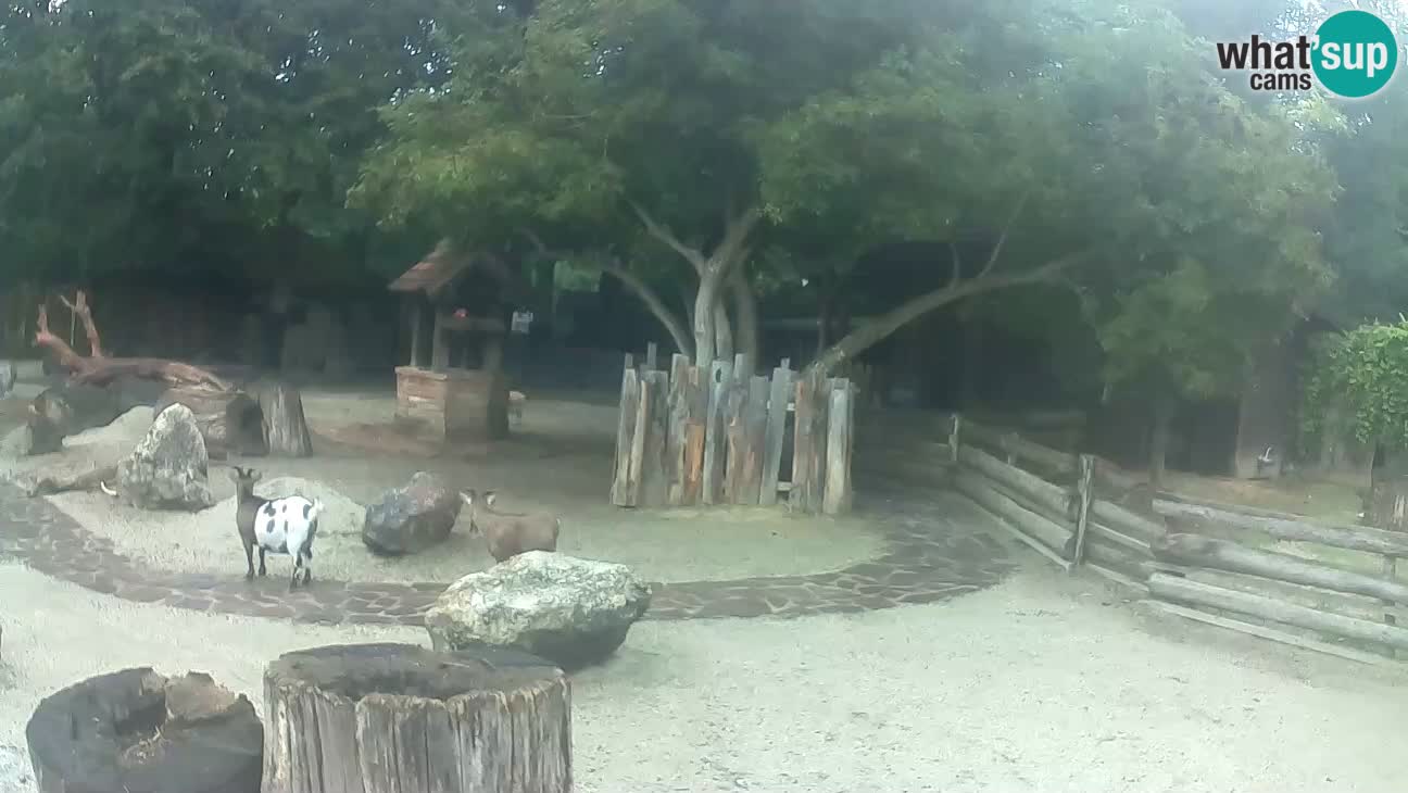 Zoo Zagreb – Brown Capuchin