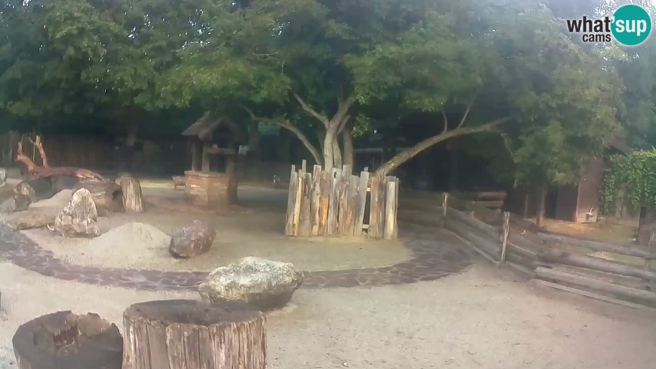 Zoo Zagreb – Rjava kapucinka