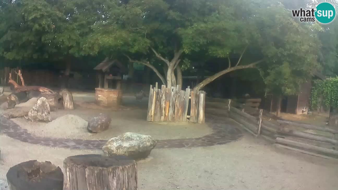 Zoo Zagreb – Haubenkapuziner