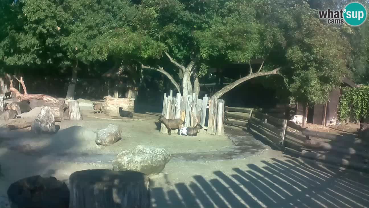 Zoo Zagreb – Rjava kapucinka
