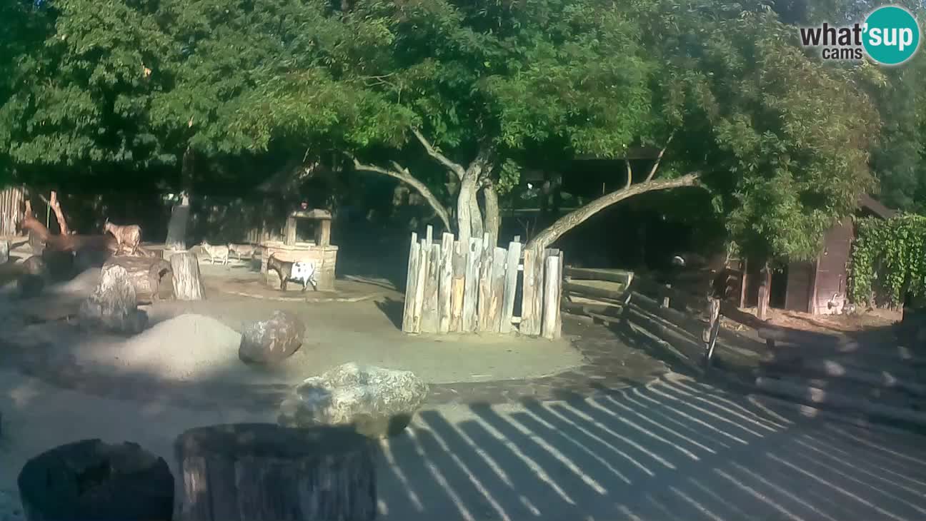 Zoo Zagreb – Cebus apella