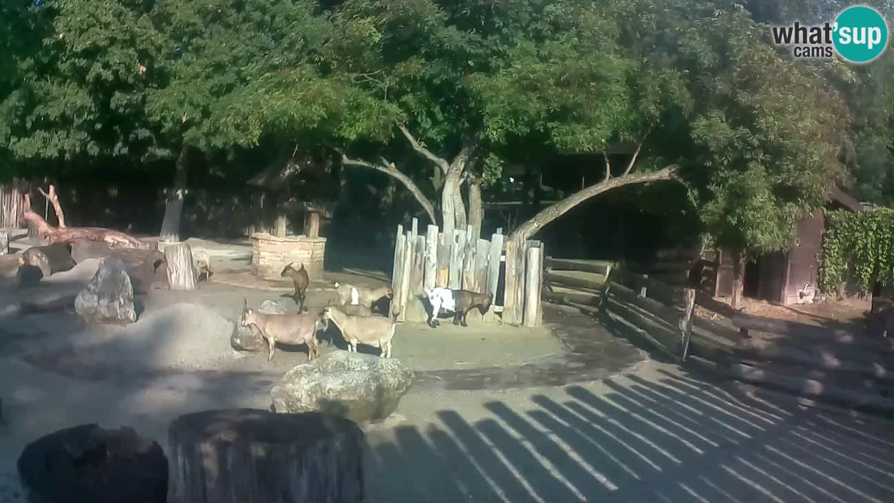 Zoo Zagreb –  Mono maicero