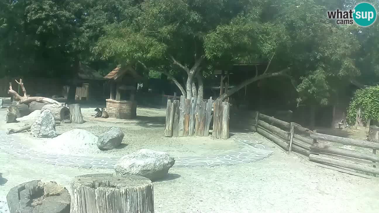 Zoo Zagreb – Haubenkapuziner