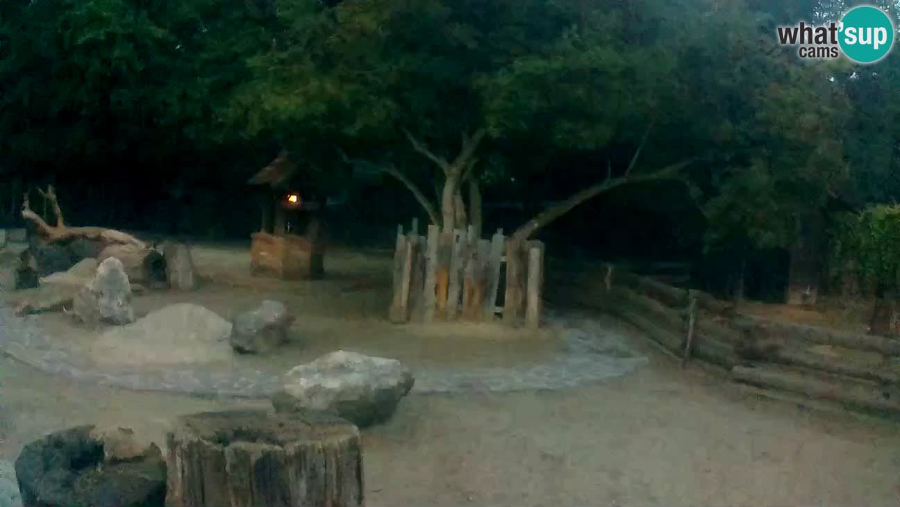 Zoo Zagreb – Rjava kapucinka