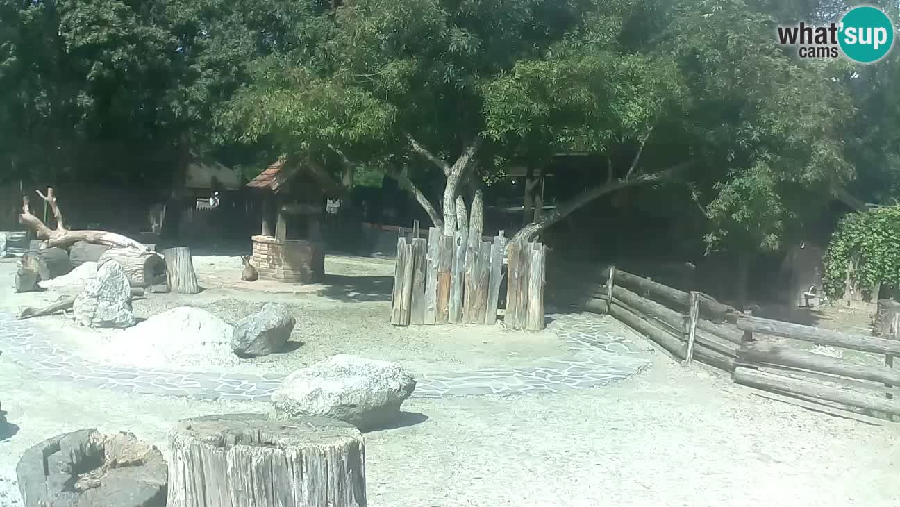 Zoo Zagreb – Brown Capuchin