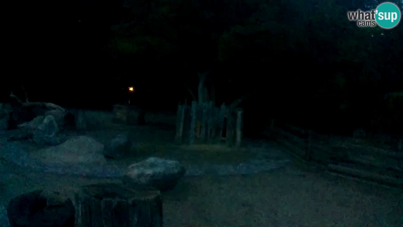 Zoo Zagreb – Rjava kapucinka