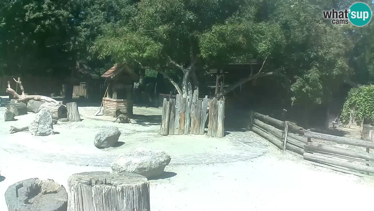 Zoo Zagreb – Rjava kapucinka