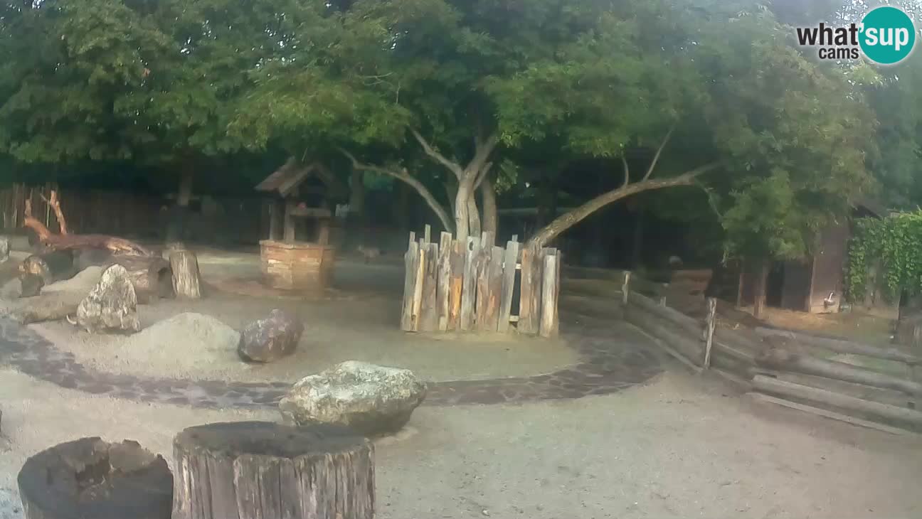 Zoo Zagreb – Rjava kapucinka
