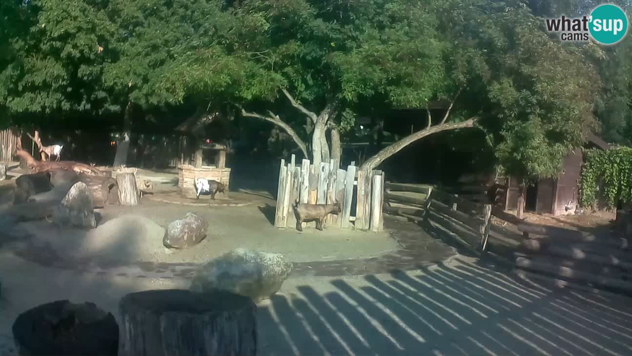 Zoo Zagreb – Haubenkapuziner