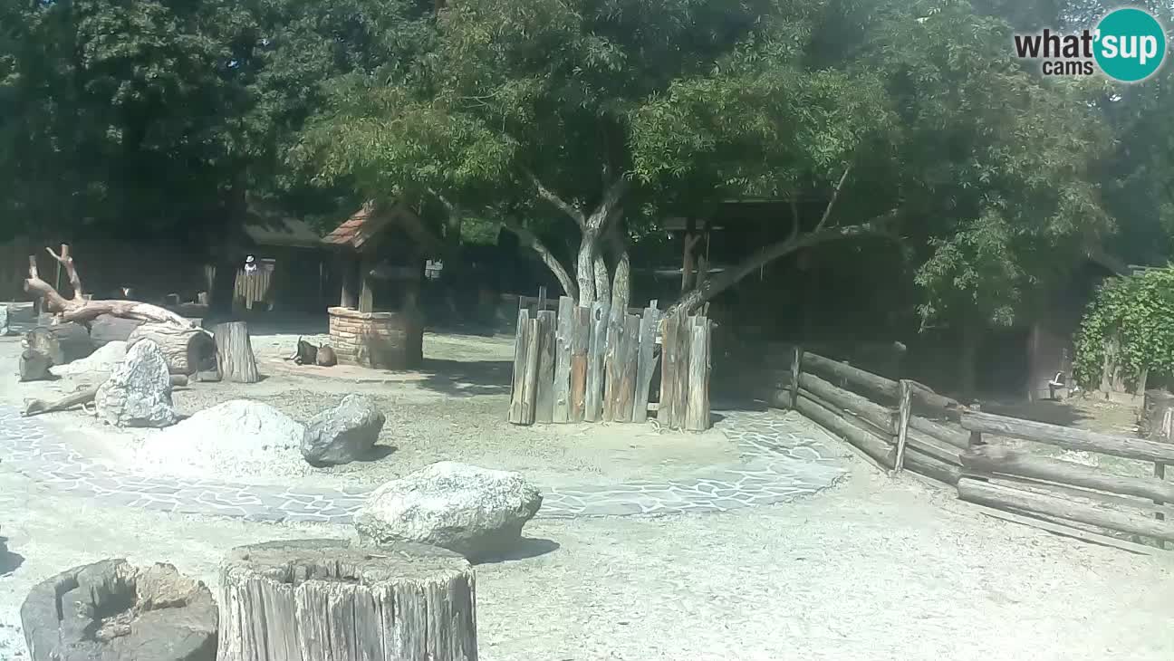 Zoo Zagreb – Cebus apella