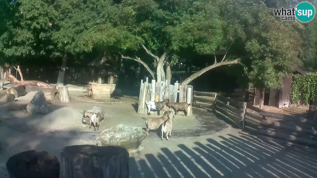 Zoo Zagreb –  Mono maicero