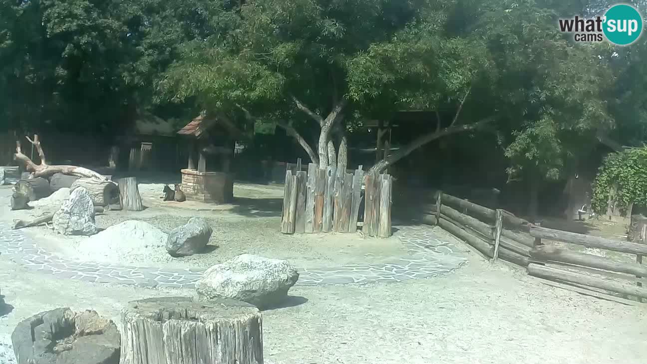 Zoo Zagreb –  Mono maicero