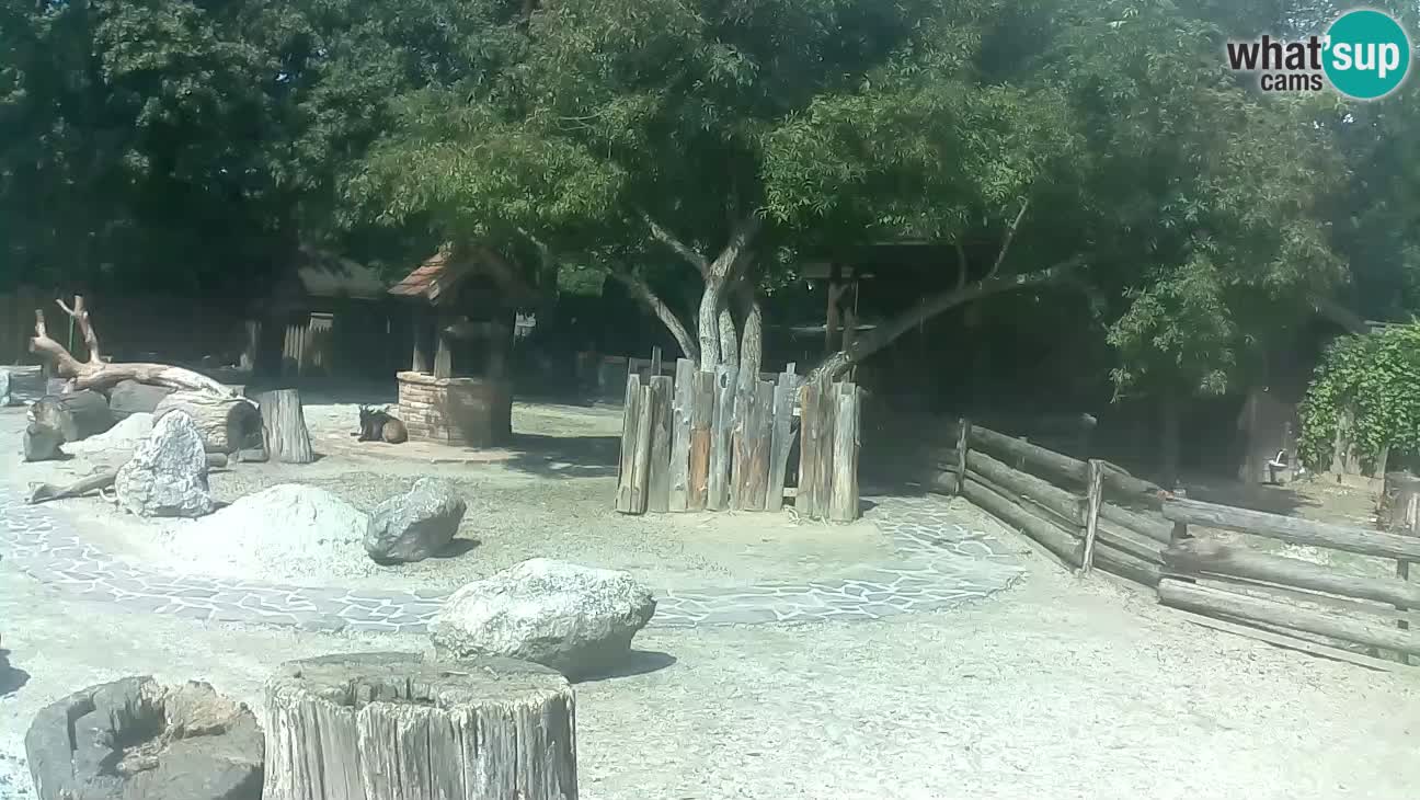 Zoo Zagreb – Cebus apella