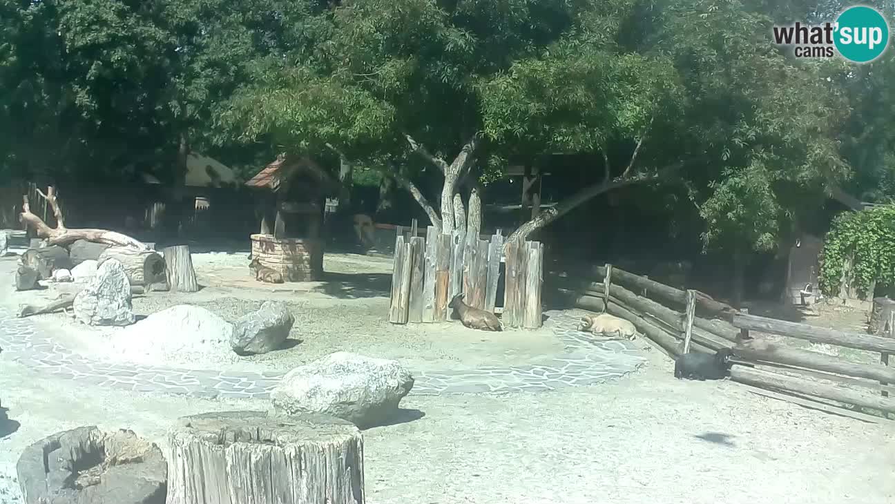 Zoo Zagreb –  Mono maicero