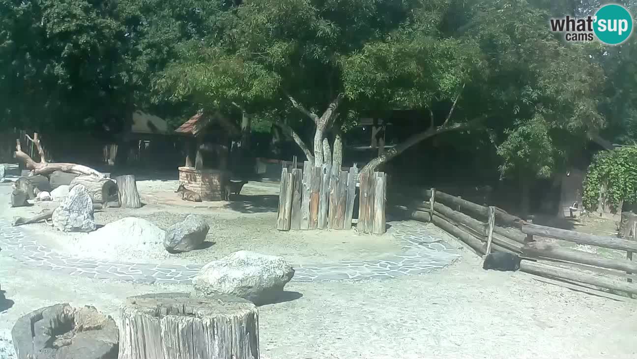 Zoo Zagreb – Cebus apella
