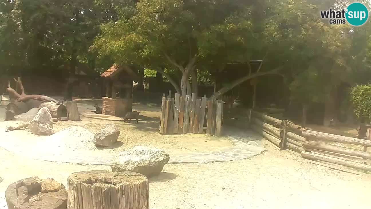 Zoo Zagreb – Brown Capuchin