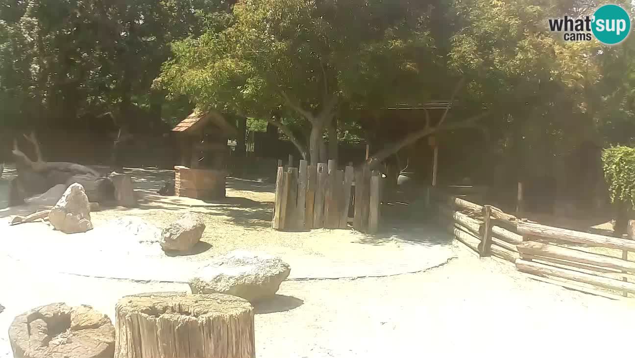 Zoo Zagreb – Brown Capuchin