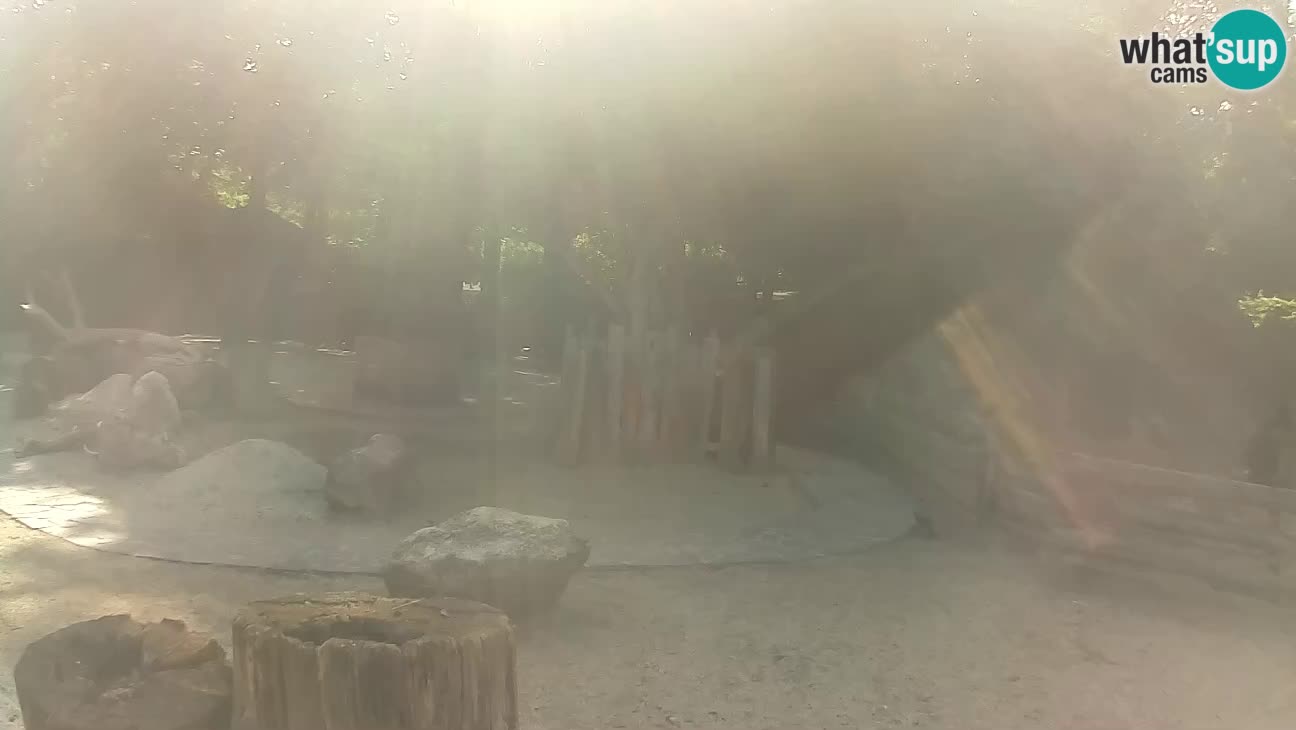 Zoo Zagreb – Brown Capuchin