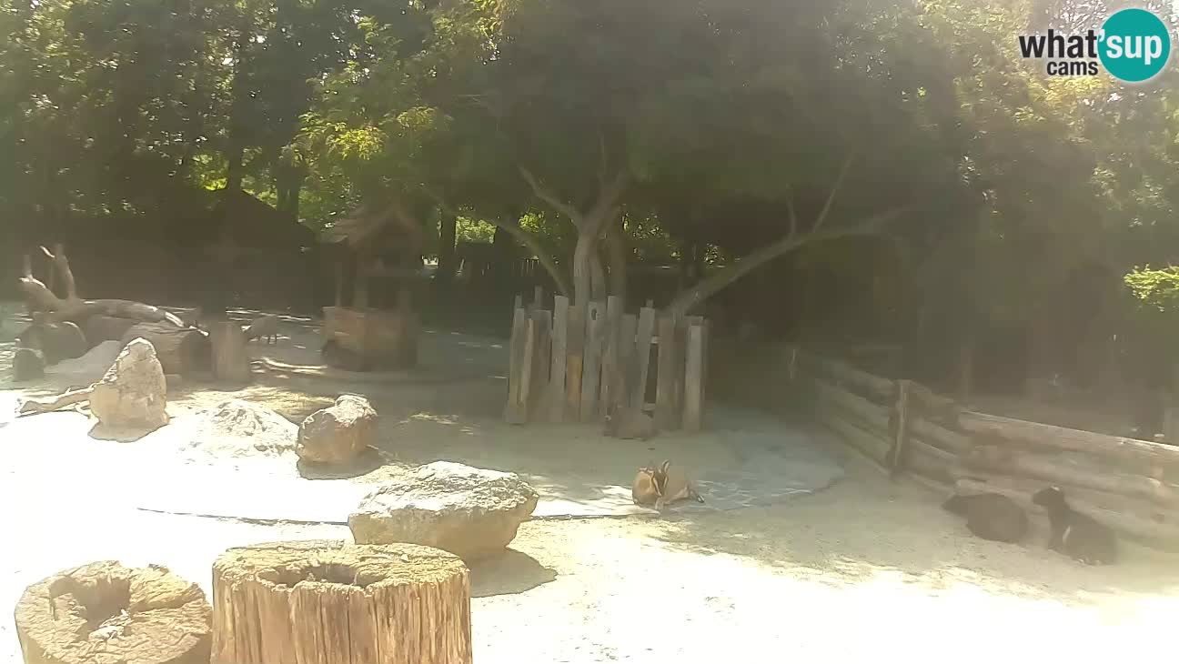 Zoo Zagreb – Cebo dai cornetti
