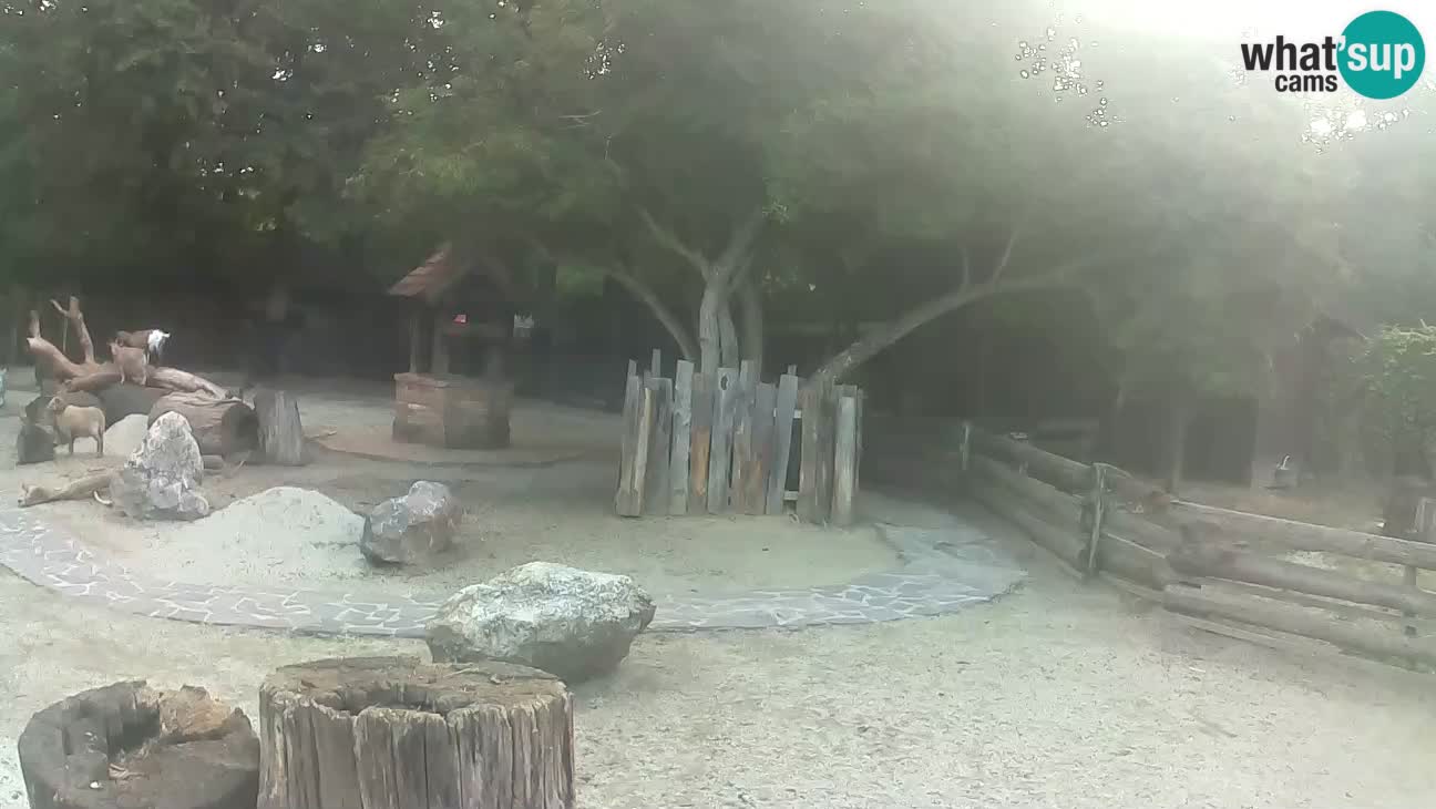 Zoo Zagreb – Haubenkapuziner
