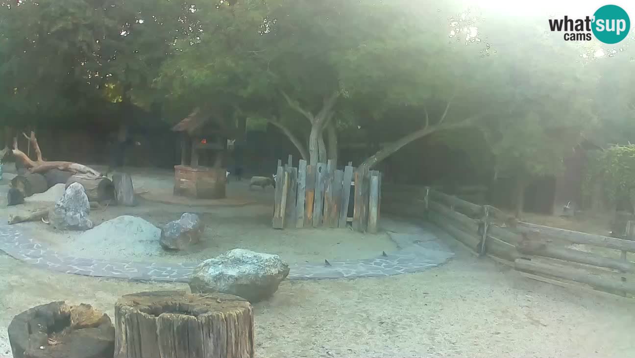 Zoo Zagreb – Brown Capuchin