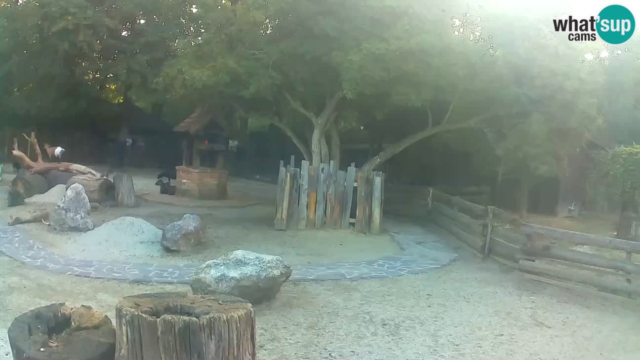 Zoo Zagreb –  Mono maicero