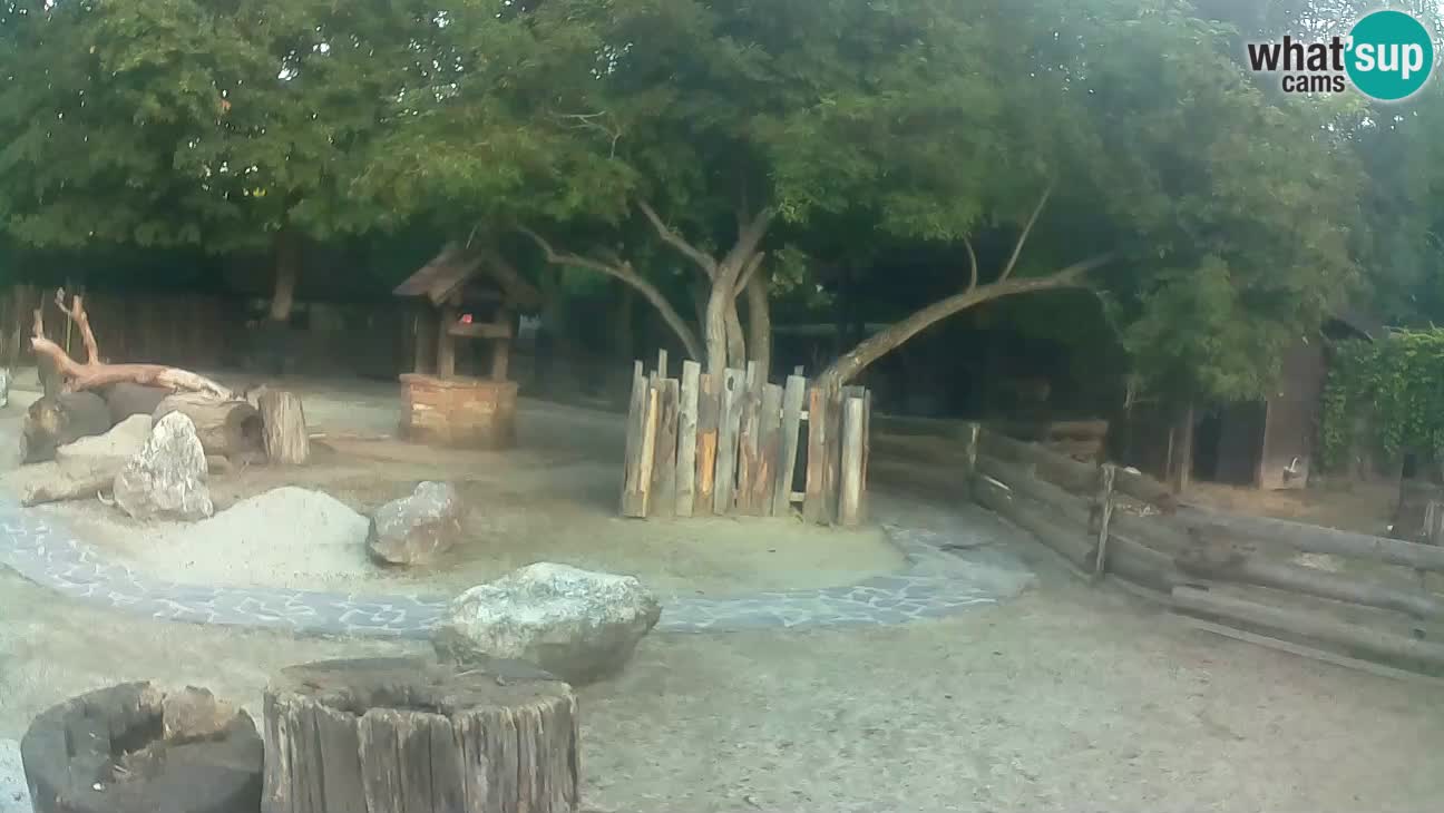 Zoo Zagreb – Haubenkapuziner