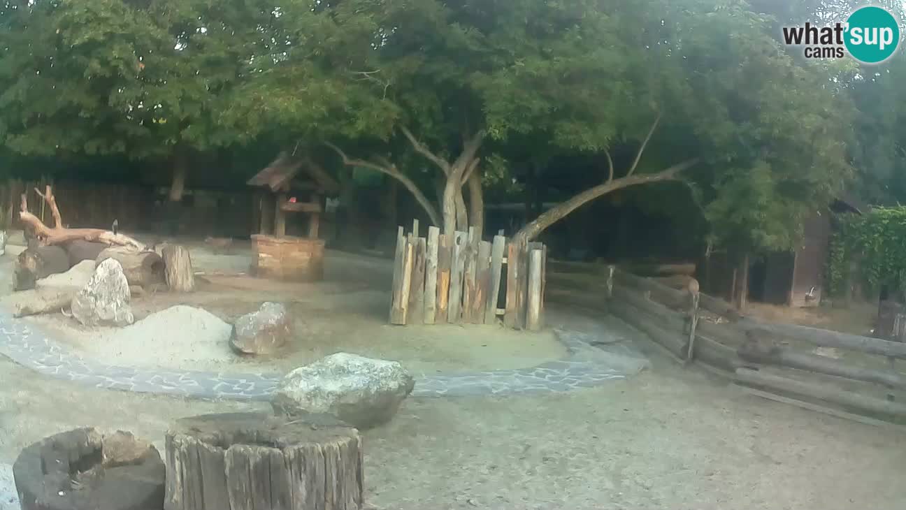 Zoo Zagreb – Rjava kapucinka