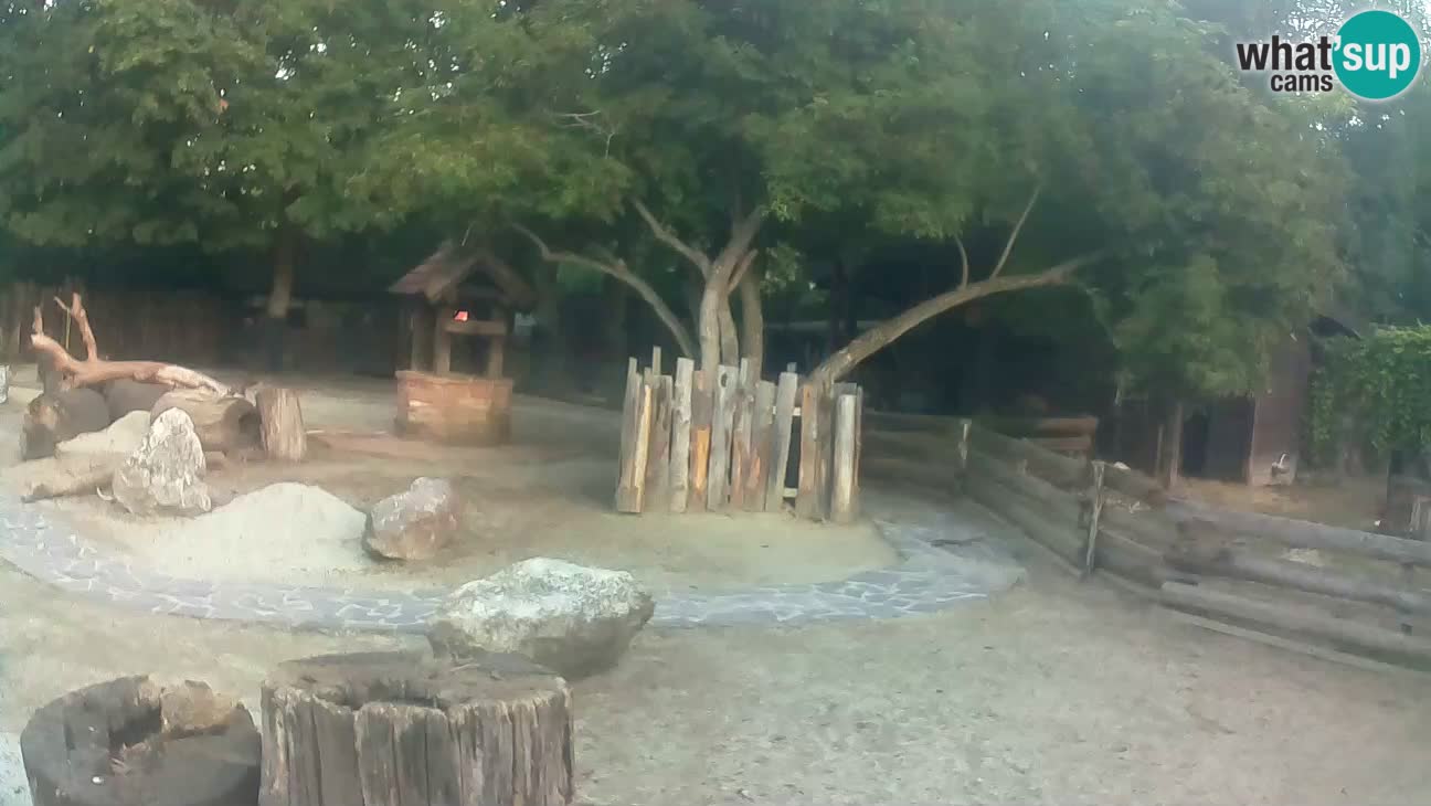 Zoo Zagreb – Brown Capuchin