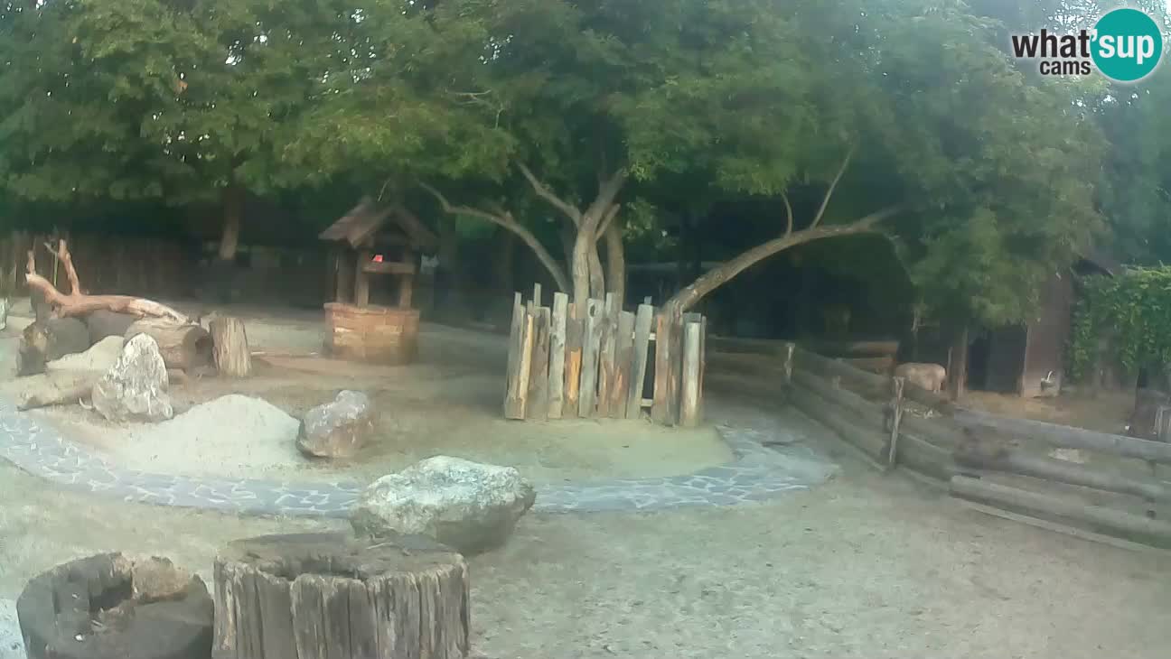 Zoo Zagreb – Cebus apella