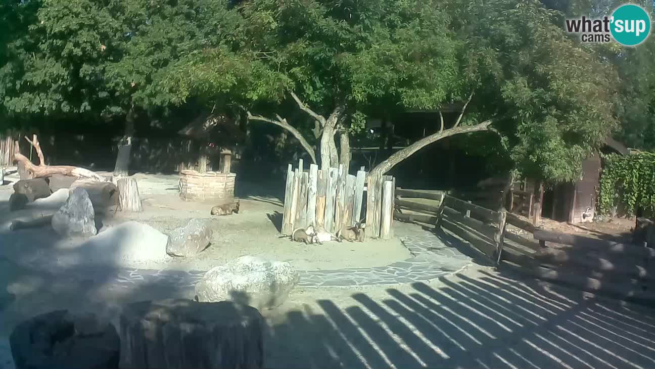 Zoo Zagreb – Cebus apella
