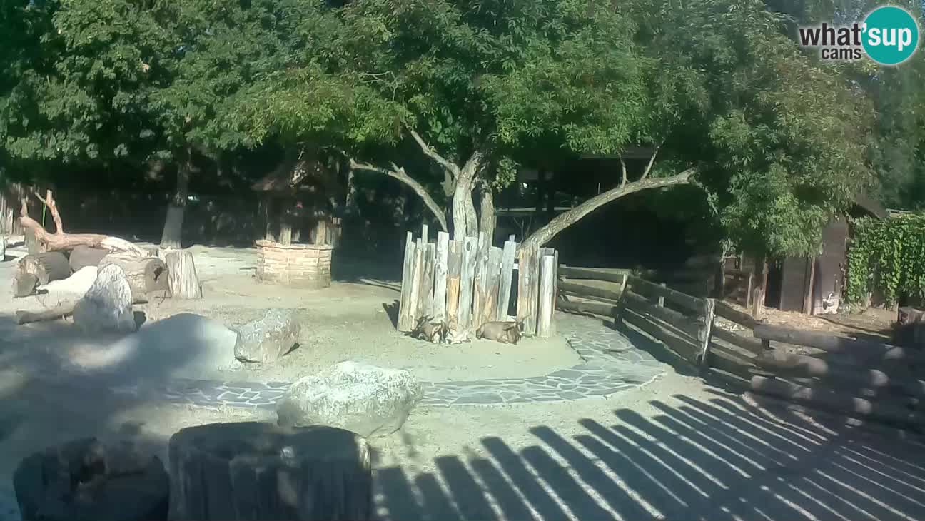 Zoo Zagreb – Cebus apella