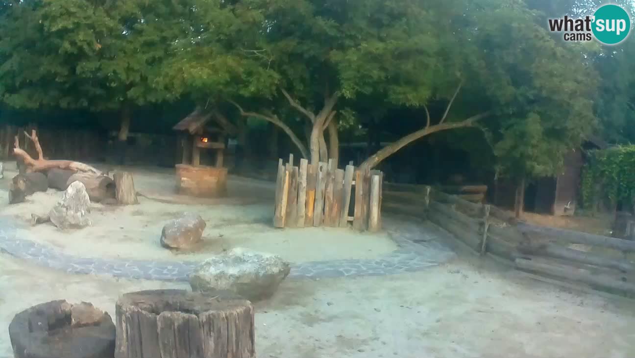 Zoo Zagreb – Rjava kapucinka