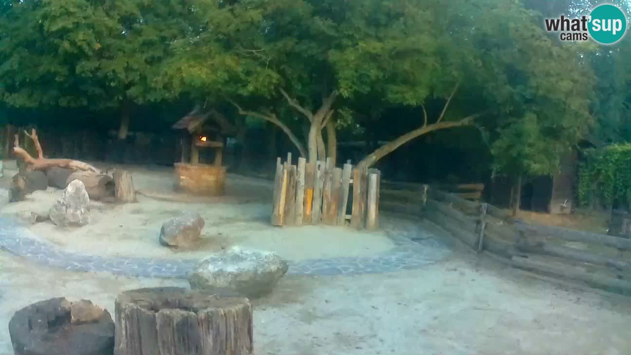 Zoo Zagreb – Brown Capuchin