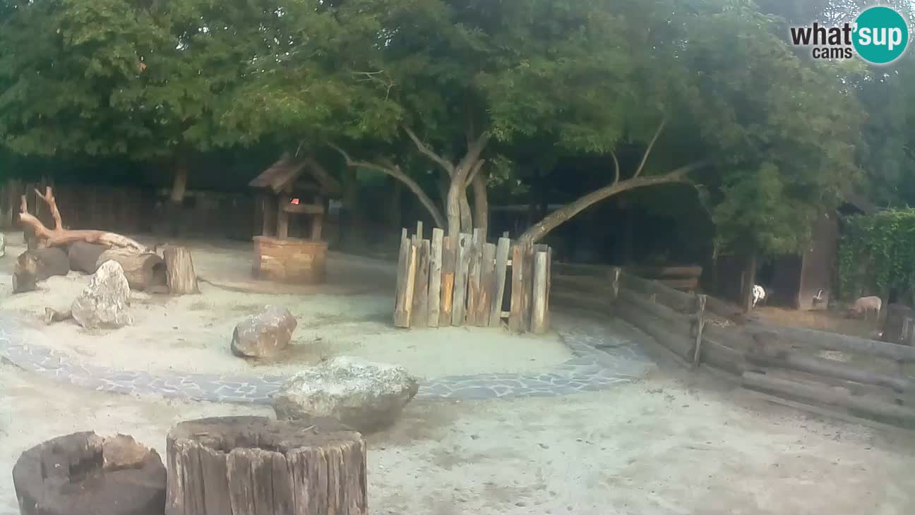 Zoo Zagreb – Haubenkapuziner