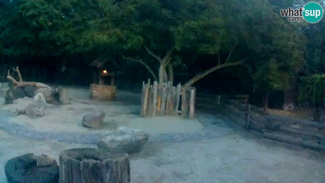 Zoo Zagreb – Cebo dai cornetti