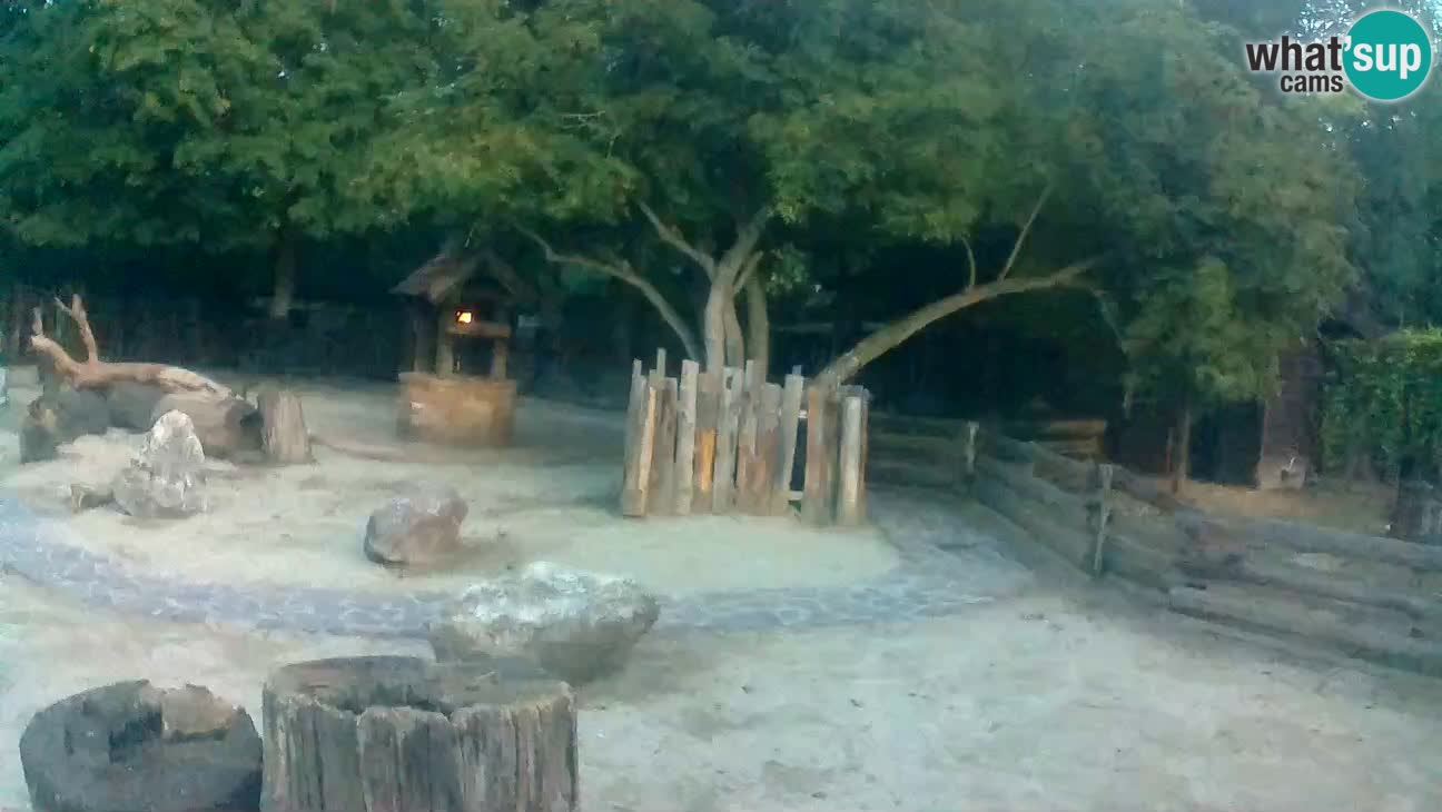 Zoo Zagreb – Brown Capuchin