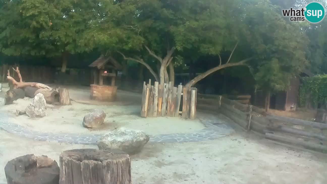 Zoo Zagreb – Brown Capuchin