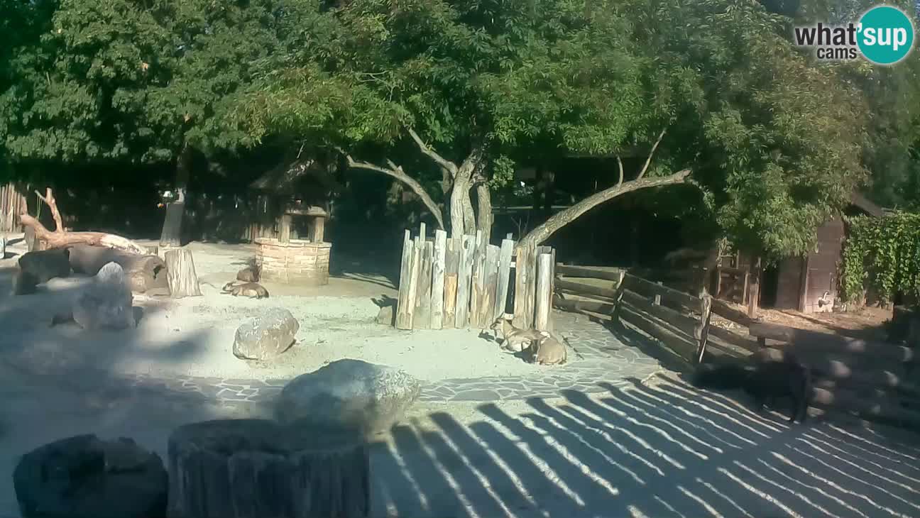 Zoo Zagreb – Cebus apella