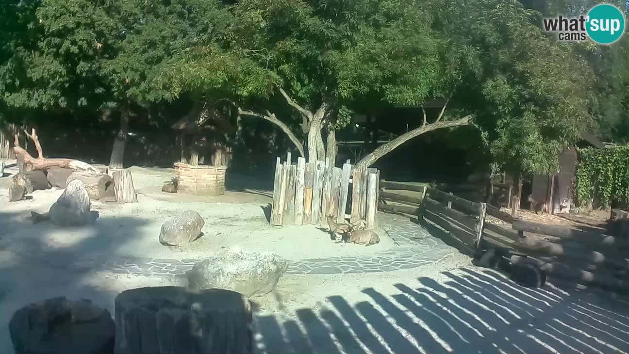 Zoo Zagreb – Brown Capuchin