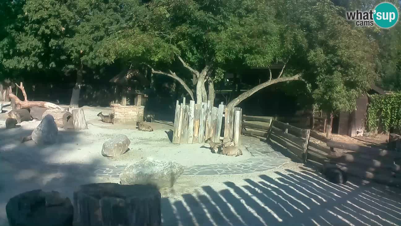 Zoo Zagreb – Brown Capuchin