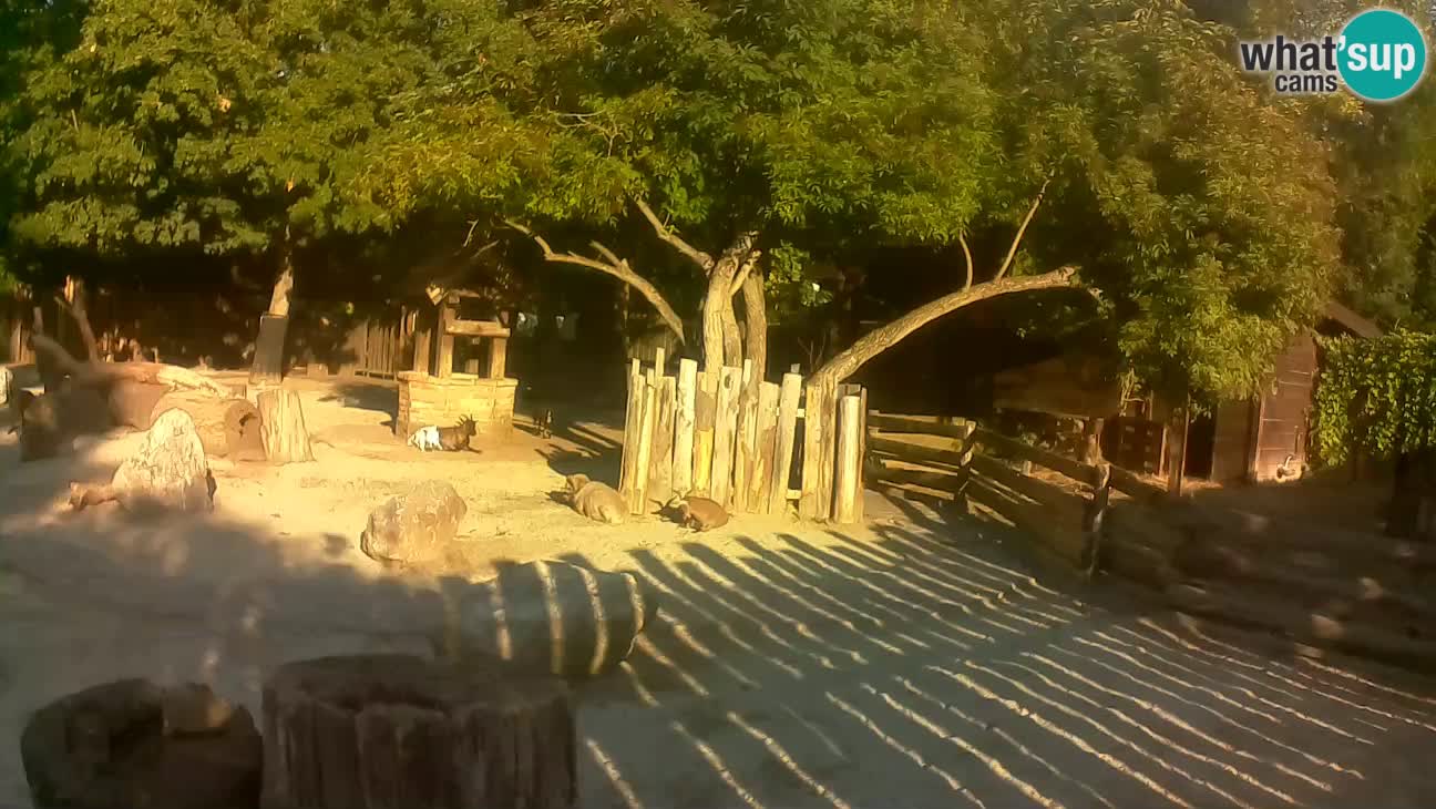 Zoo Zagreb – Rjava kapucinka