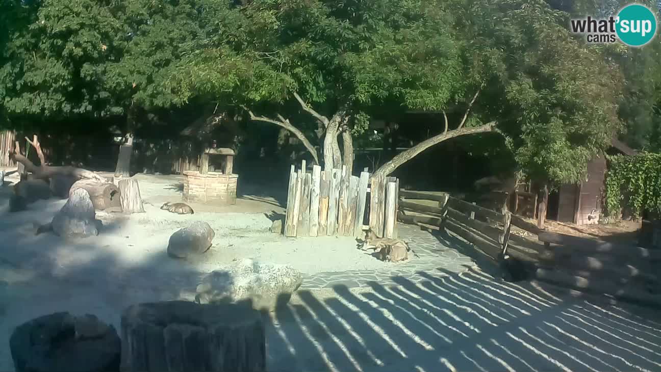 Zoo Zagreb – Brown Capuchin