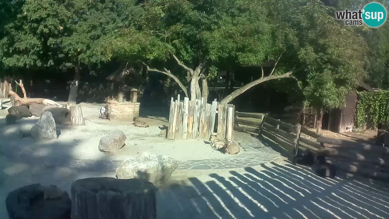 Zoo Zagreb – Rjava kapucinka
