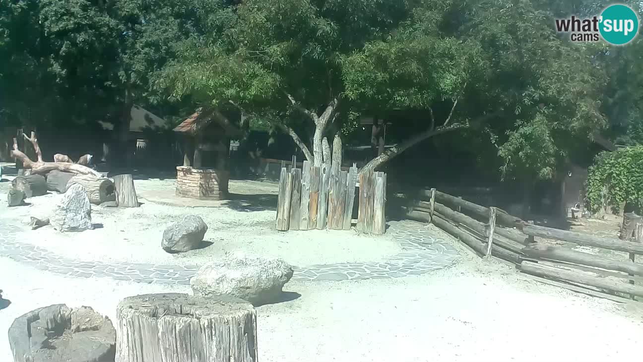 Zoo Zagreb – Cebo dai cornetti