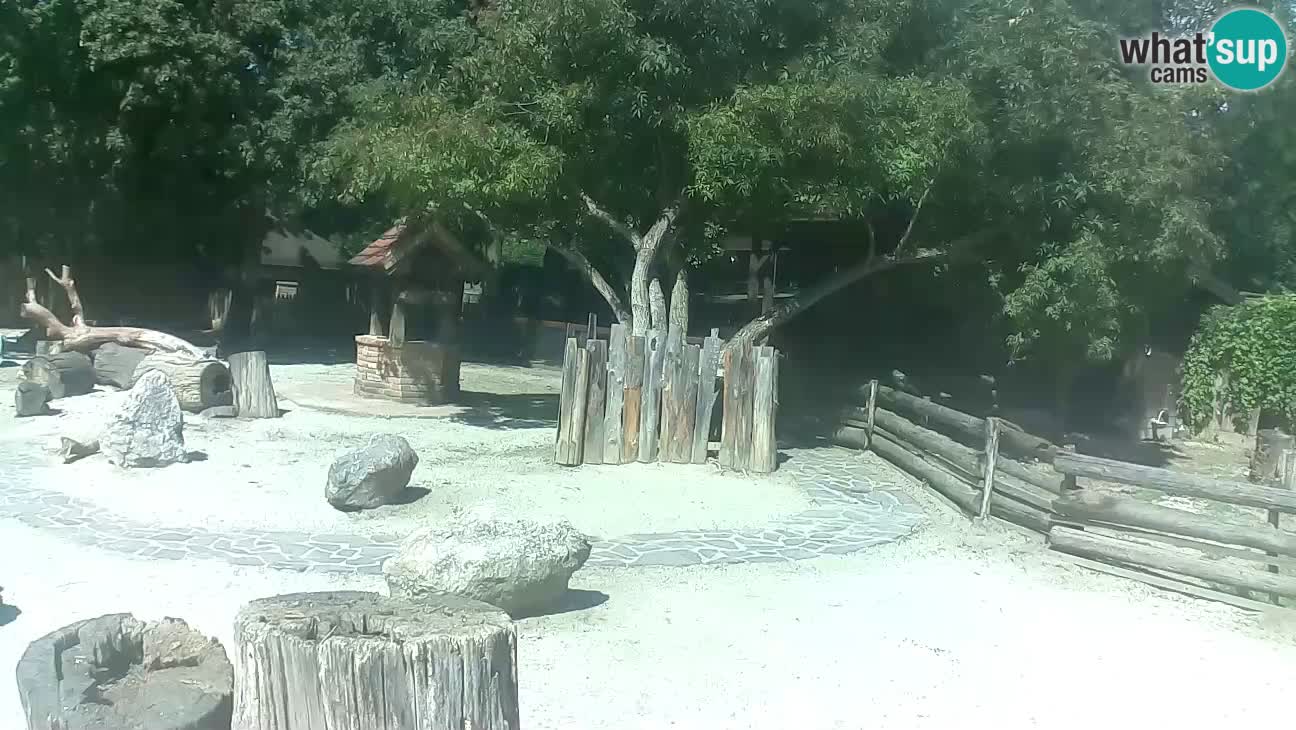 Zoo Zagreb – Rjava kapucinka