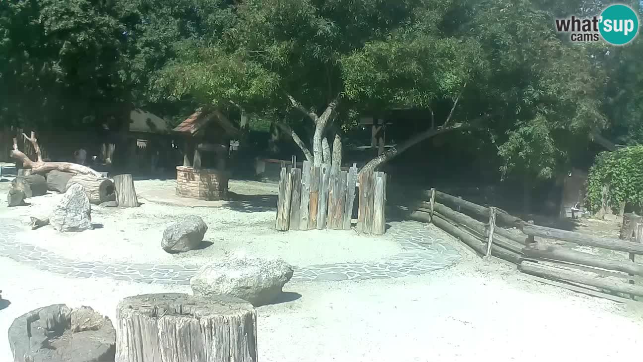 Zoo Zagreb – Haubenkapuziner