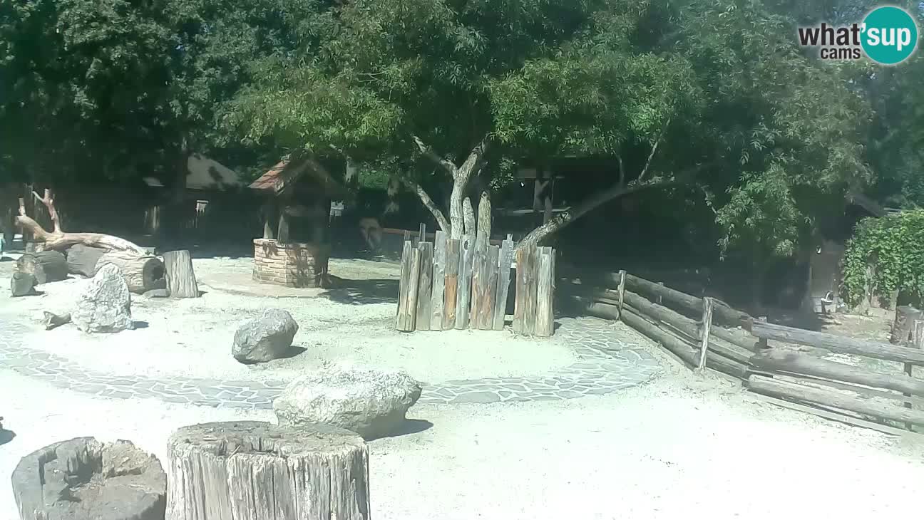 Zoo Zagreb – Cebus apella