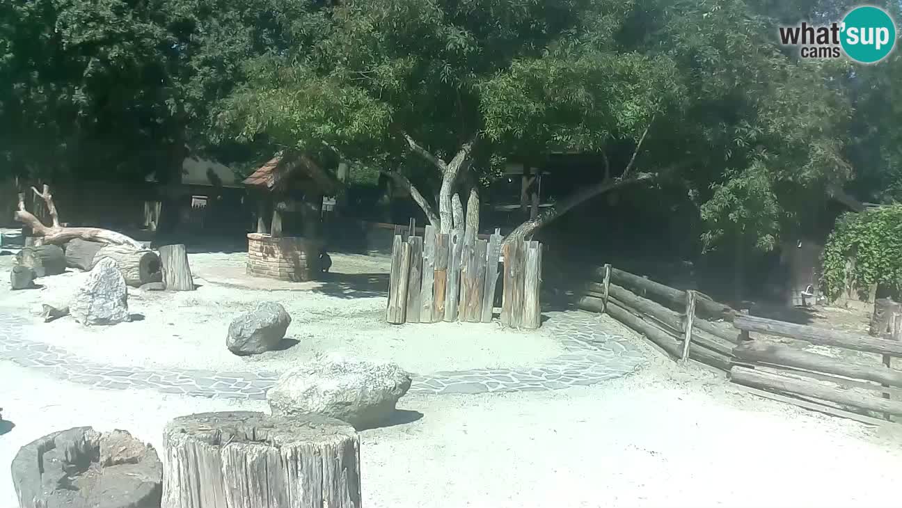 Zoo Zagreb –  Mono maicero