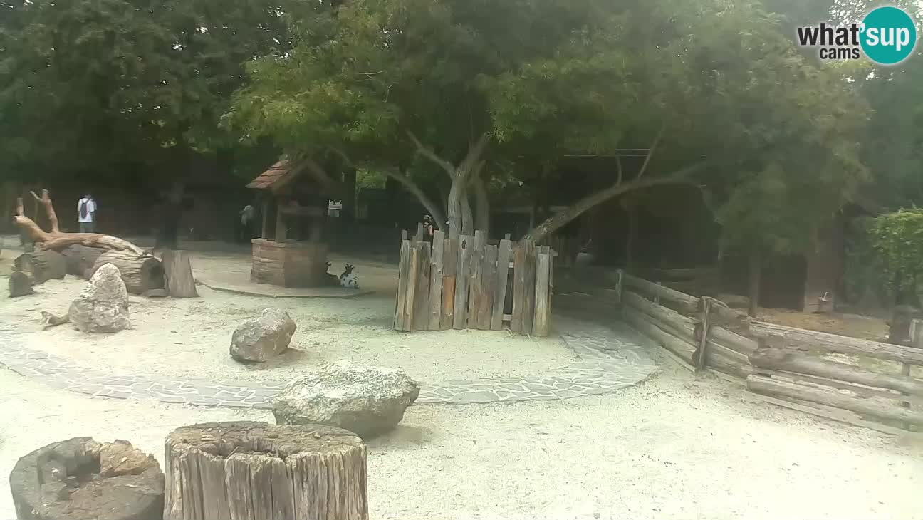 Zoo Zagreb –  Mono maicero